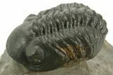 Detailed Reedops Trilobite - Atchana, Morocco #376982-2